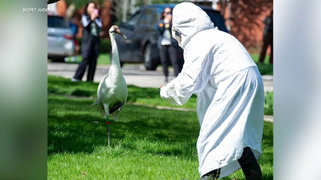 Rare whooping crane rescued in Wilmette, returned to Wisconsin