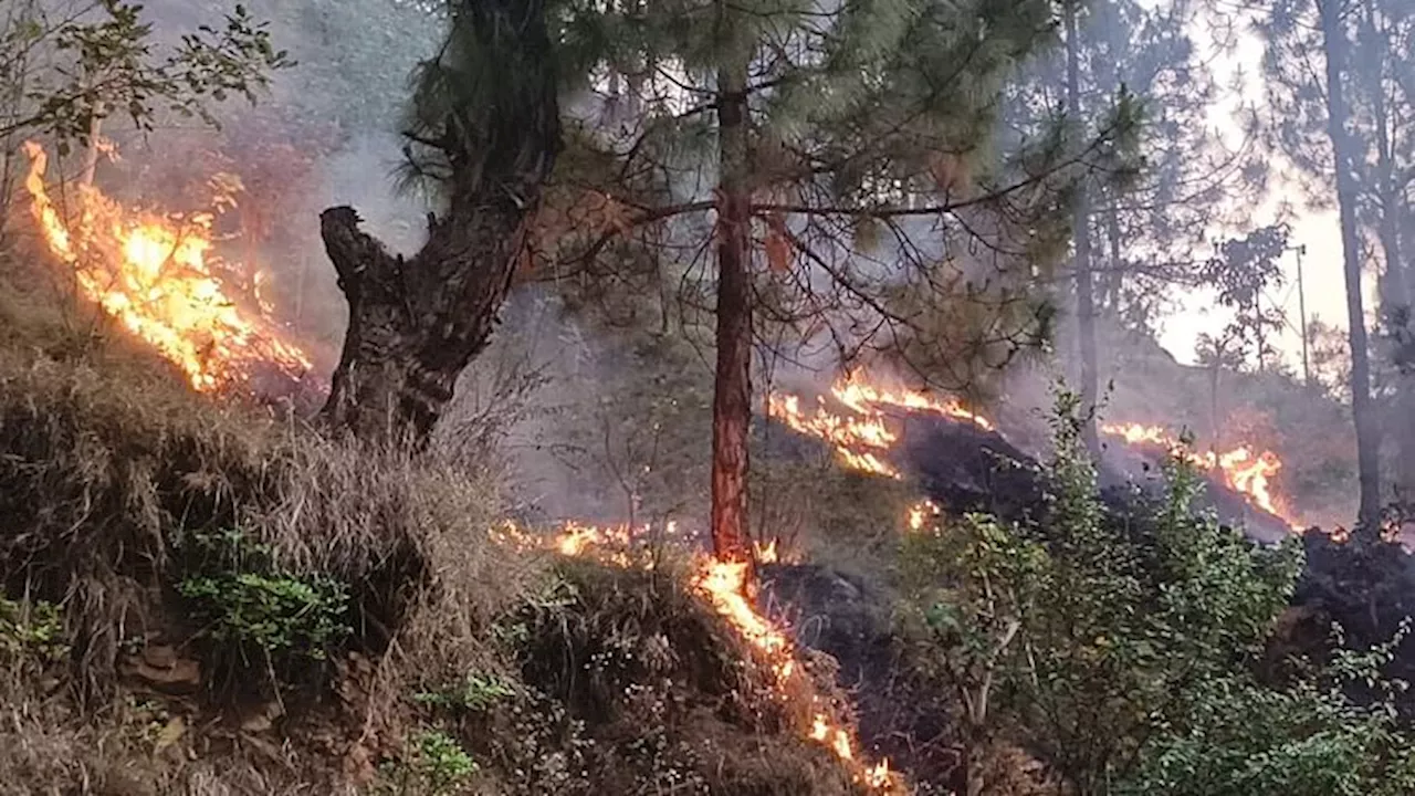 Uttarakhand Forest Burning: बेकाबू हो रही आग...धधक रहे जंगल, अब वायुसेना के हेलीकॉप्टर से मदद, देखें तस्वीरें