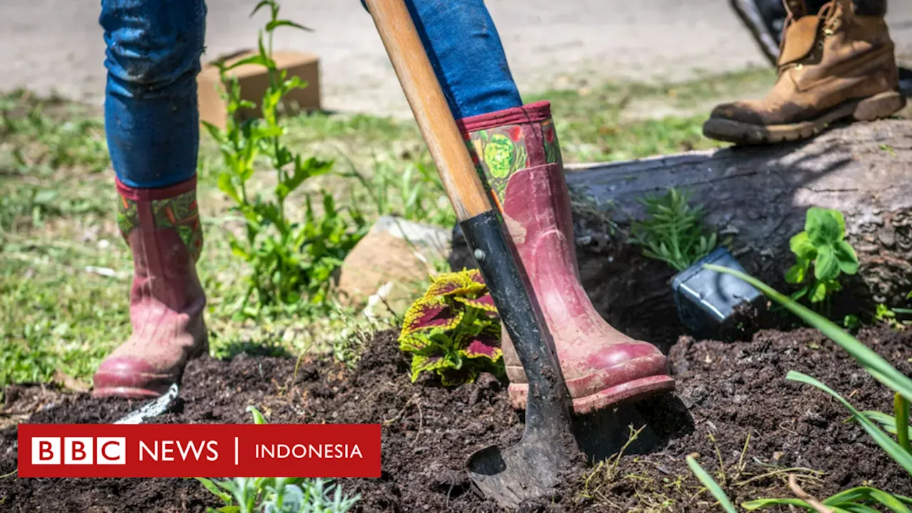 Menanam sayur dan buah di kebun rumahan hasilkan emisi karbon yang tinggi, apa solusinya?