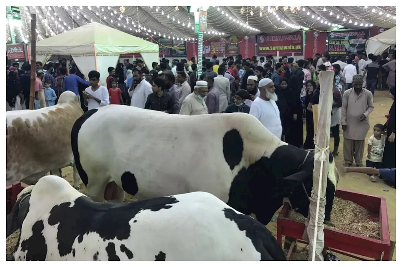 Asia’s Largest Cattle Mandi 2024: Preparing for Eid-ul-Adha in Pakistan