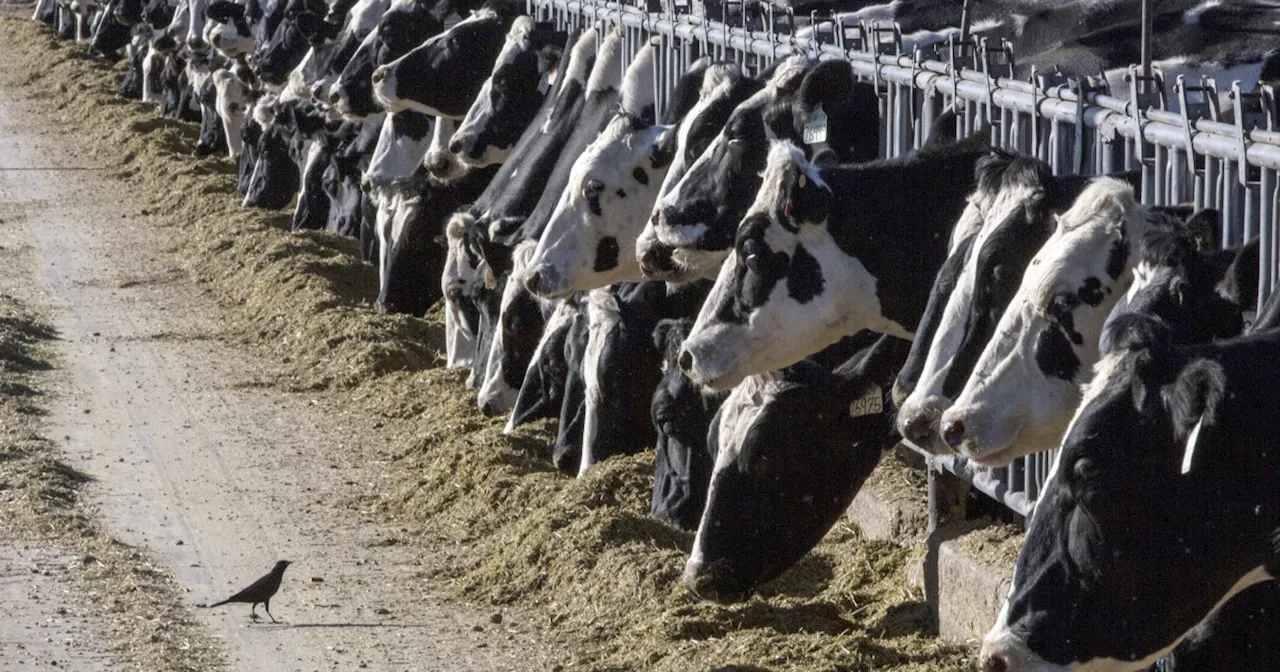 Bird flu confirmed in Colorado dairy cows, joining 8 other states with confirmed outbreaks