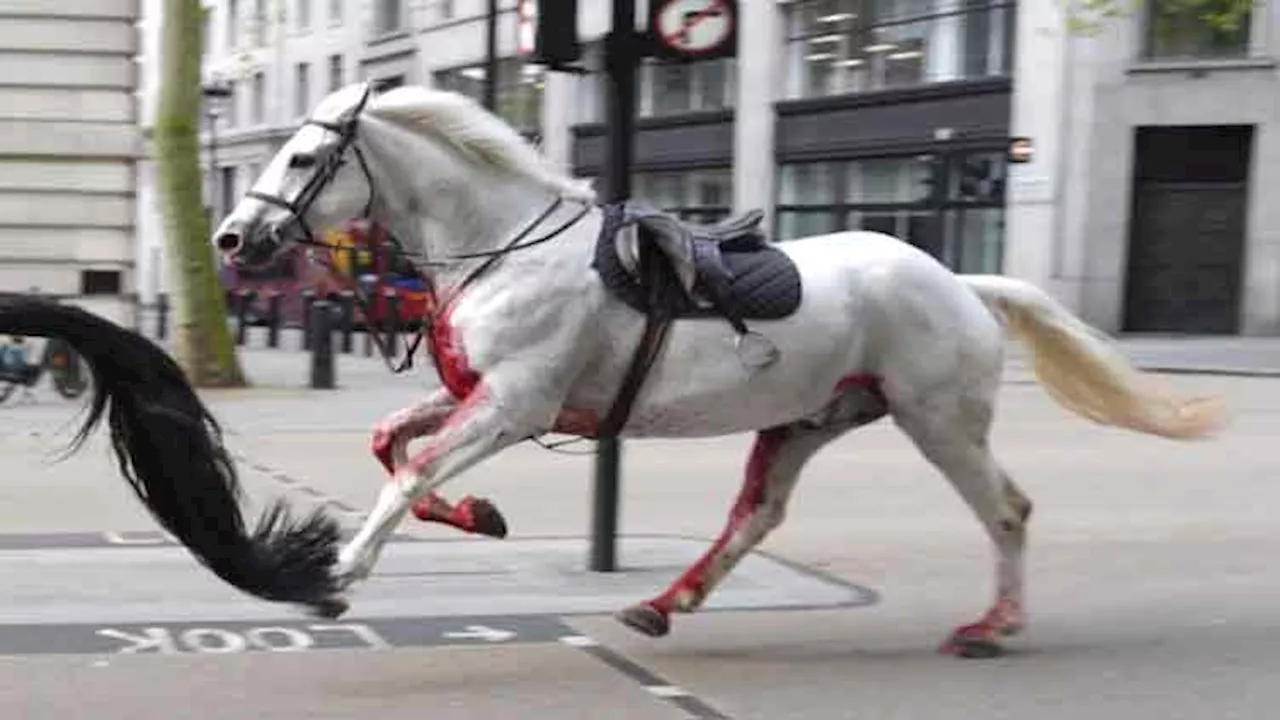 British Army horses that bolted and ran loose in central London continue 'to be cared for'