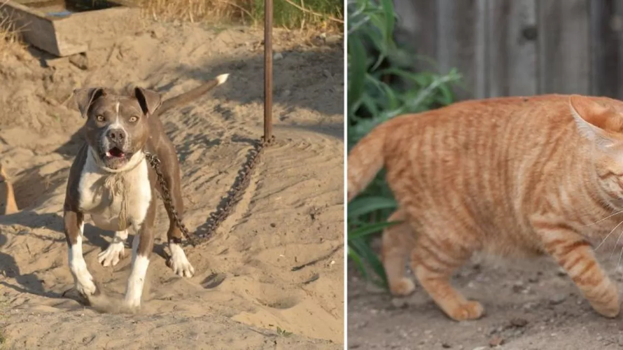 Pitbulls destruyen un auto tras perseguir a una gata