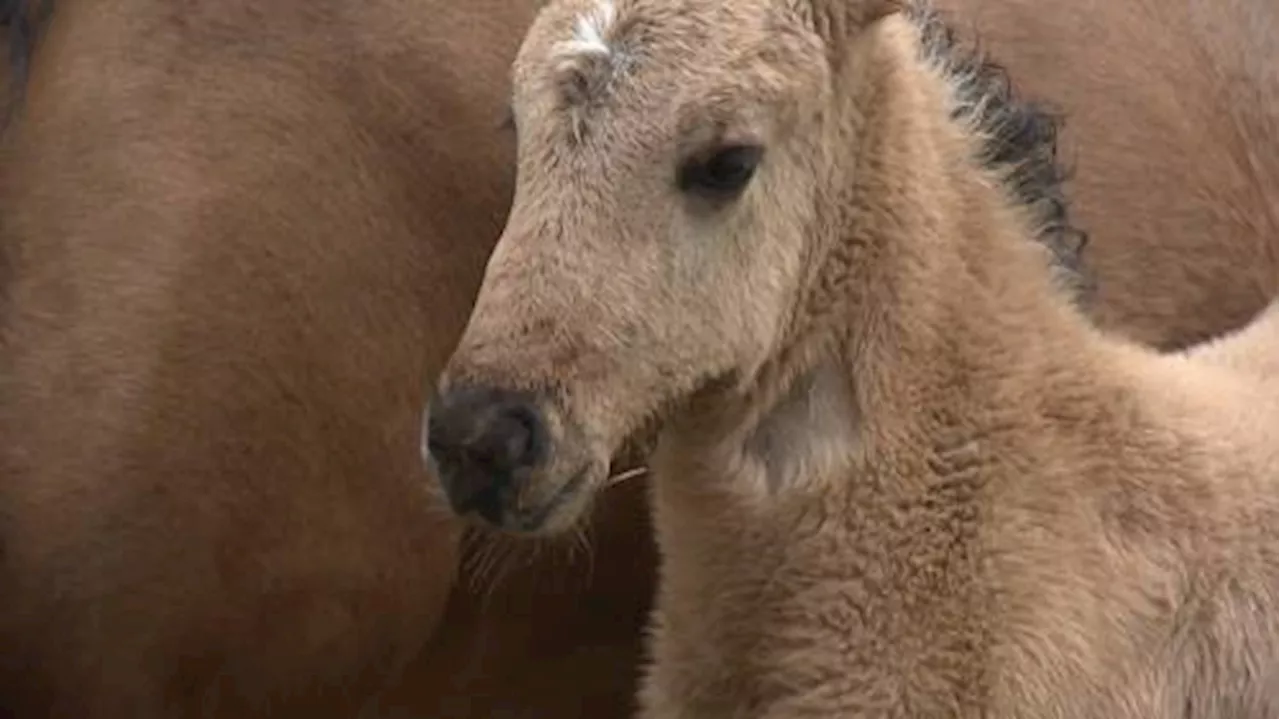 Rare Ojibwe spirit horse birth sparks excitement at Canadian farm