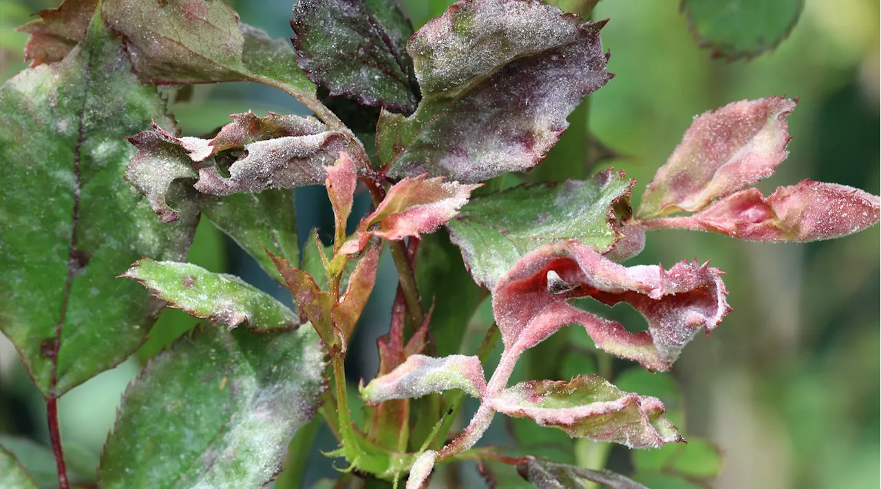 Mehltau auf Rosen bekämpfen: Das effektivste Hausmittel hat jeder schon zuhause