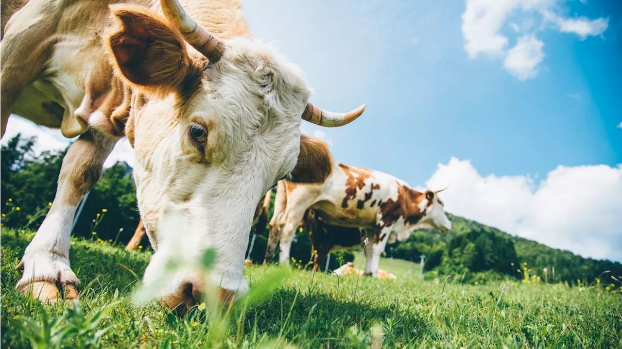 Hättest du gerne Kot im Salat? Kühe auch nicht