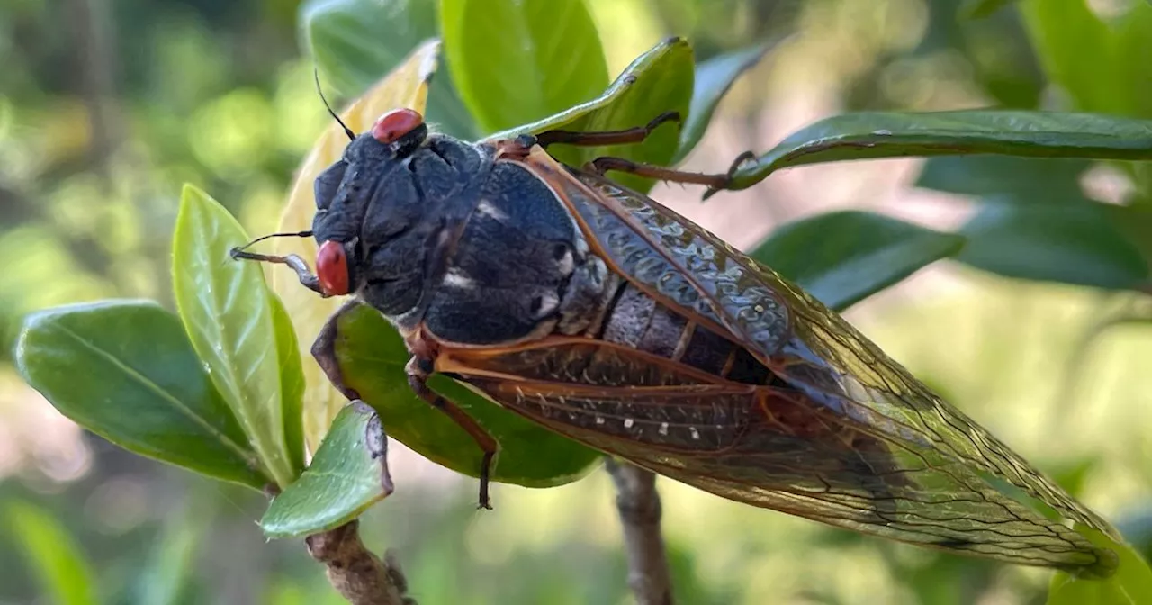 Residents In A South Carolina County Keep Calling Police Over Noisy Cicadas