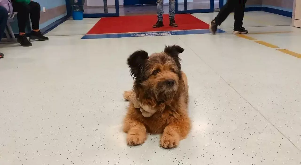 Perugia, il cagnolino Francesco aspetta per ore davanti al Pronto soccorso il padrone ricoverato