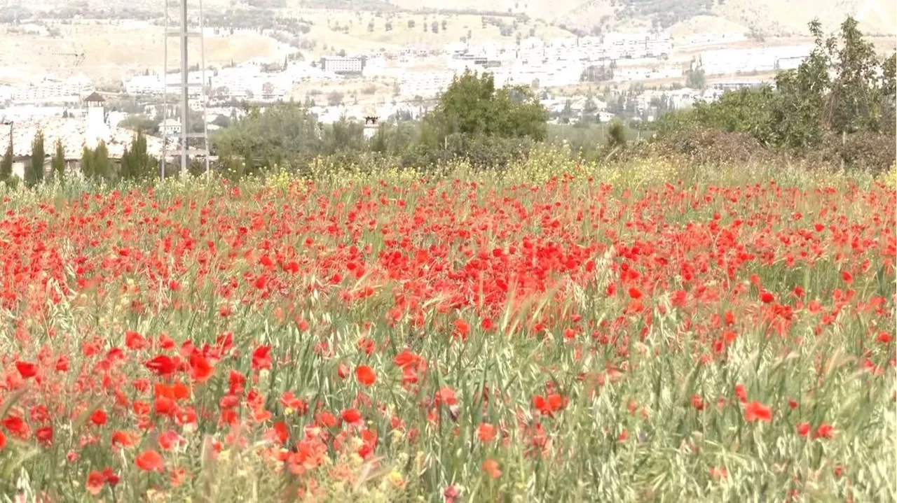 Las amapolas decoran la Vega de Granada: 'Hacía tiempo que no veía tantas'