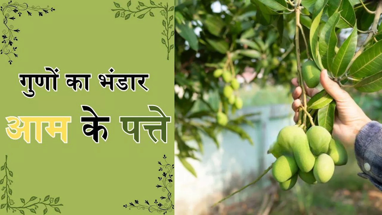 Mango Leaves Benefits: आम नहीं हैं ‘आम के पत्ते’, कभी नहीं सुने होंगे इससे होने वाले ये 5 फायदे