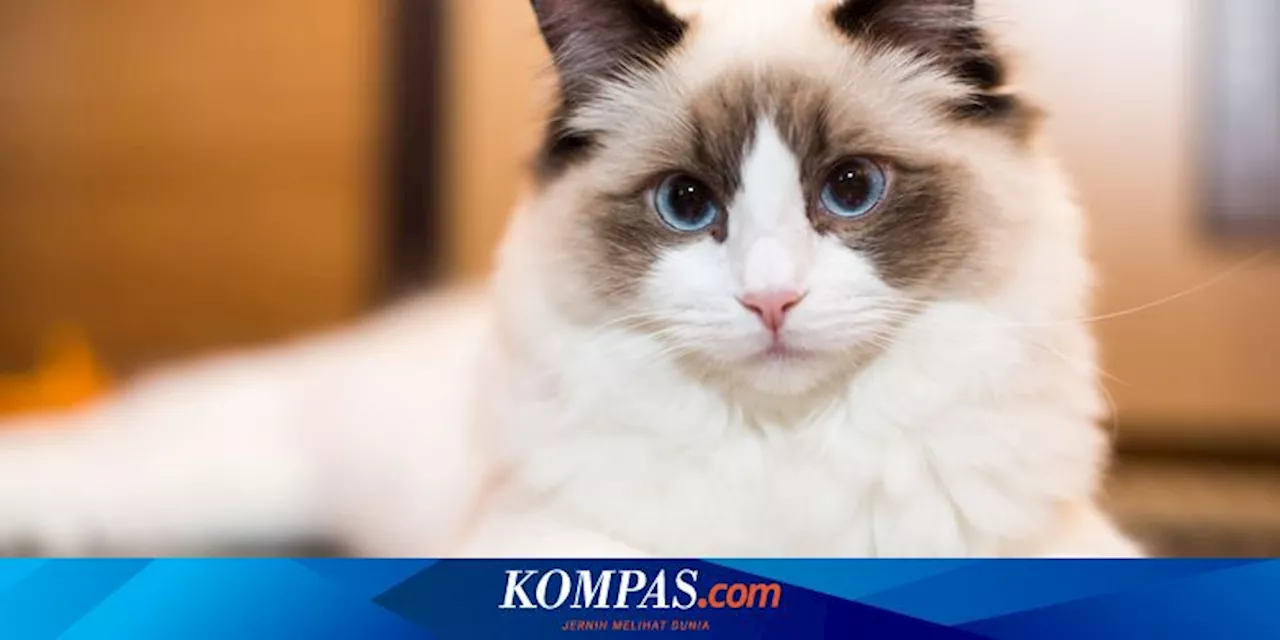 8 Cara Memperkenalkan Kucing Peliharaan ke Anak Kucing Baru di Rumah