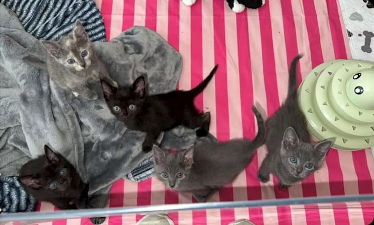 San Antonio Pets Alive! urges community for volunteers amid influx of neonatal kittens