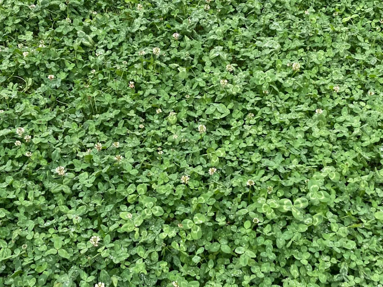 How planting clover in the garden brought out slugs, a skunk and more