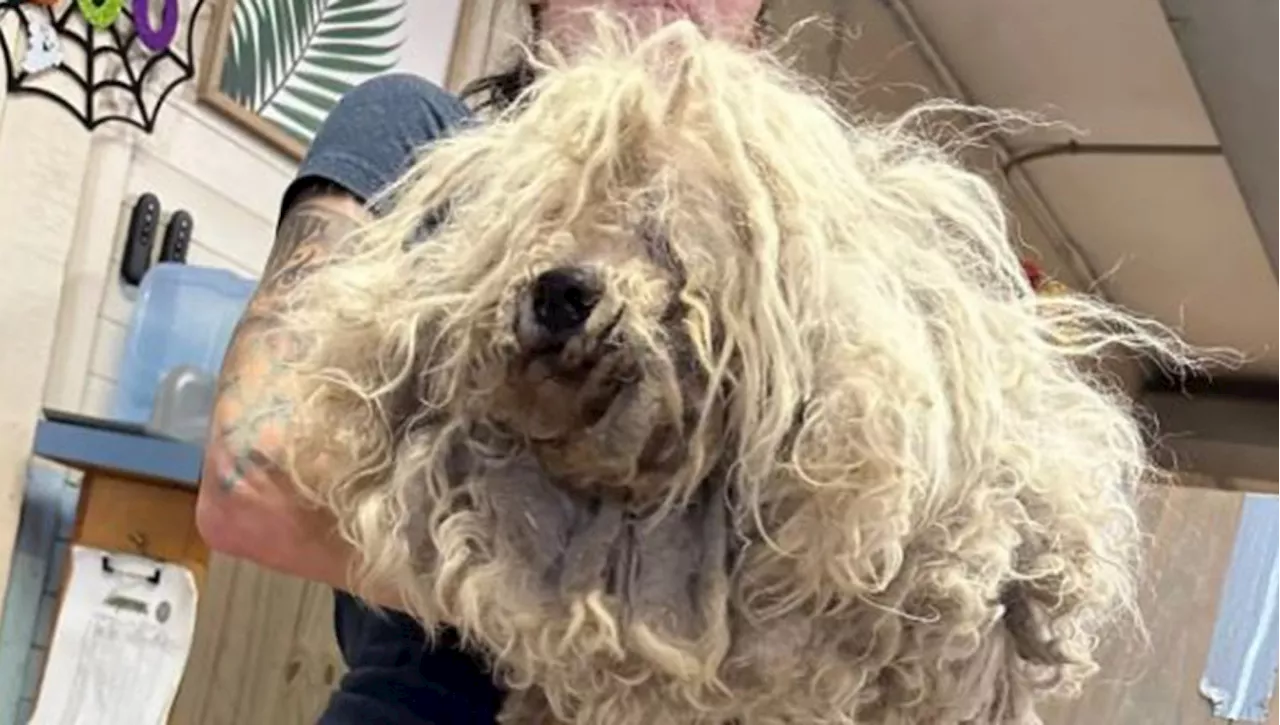 Intervengono per salvare un cane e trovano anche un mucchio di pelo che non si capiva che cosa fosse