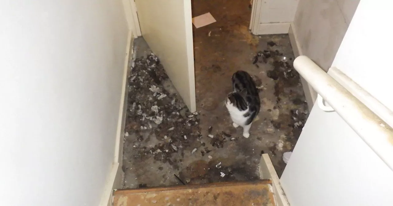 Flat full of rubbish and faeces where man left cats to fend for themselves