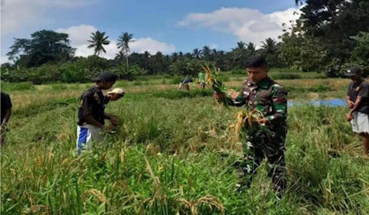 Babinsa Bantu Petani Panen Padi di Kaki Gunung Lewotobi Laki-Laki