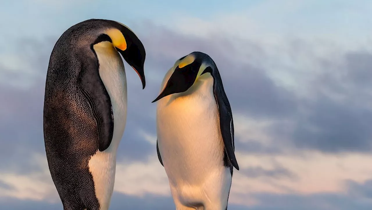 Pourquoi les poussins de manchots empereurs sont les premières victimes de la fonte de la banquise en Antarcti