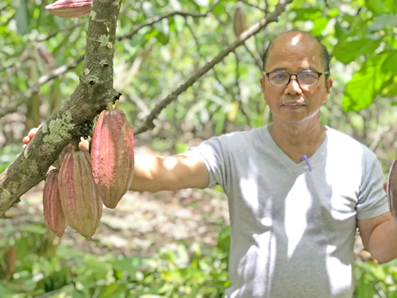 Davao cooperative pioneers single-origin chocolate