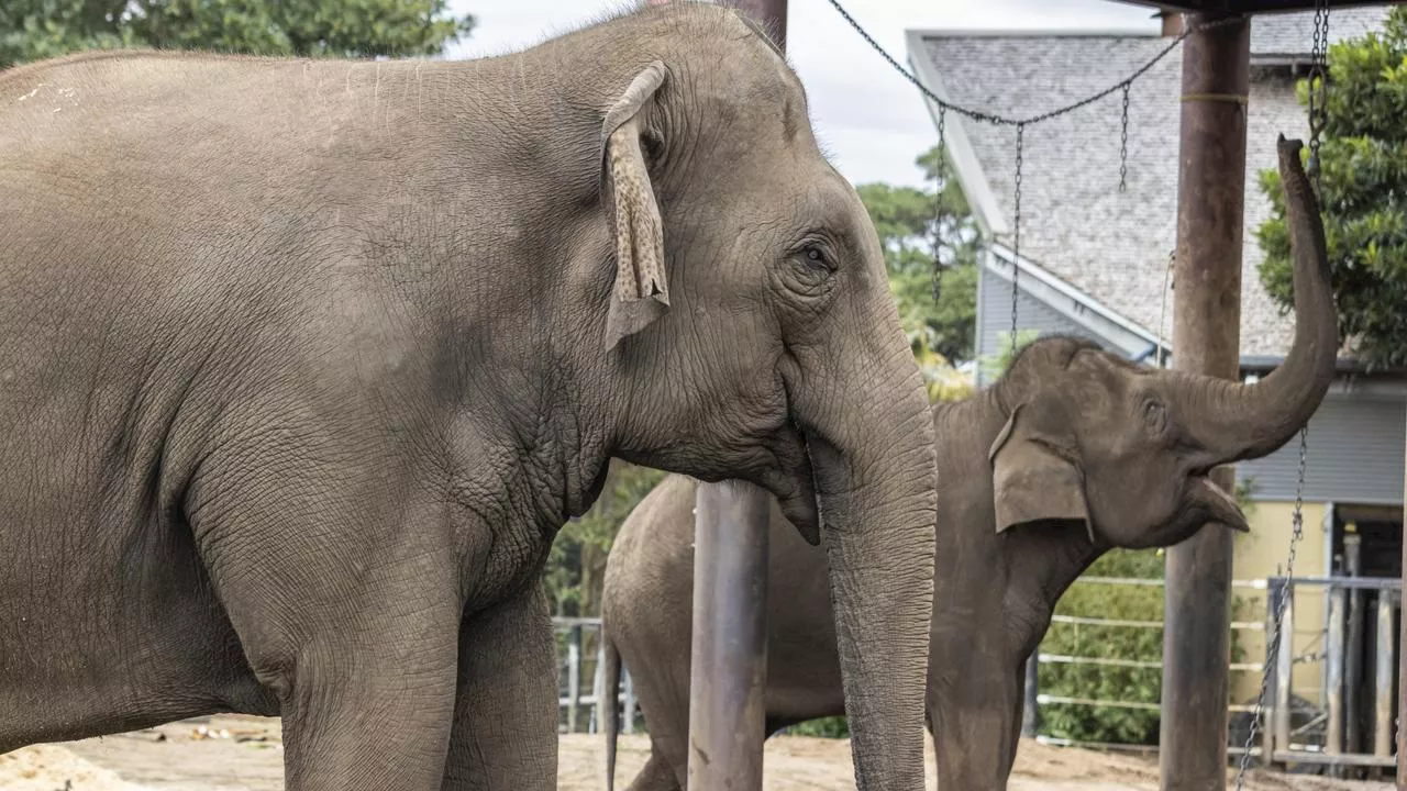 Taronga Sydney farewells iconic animal