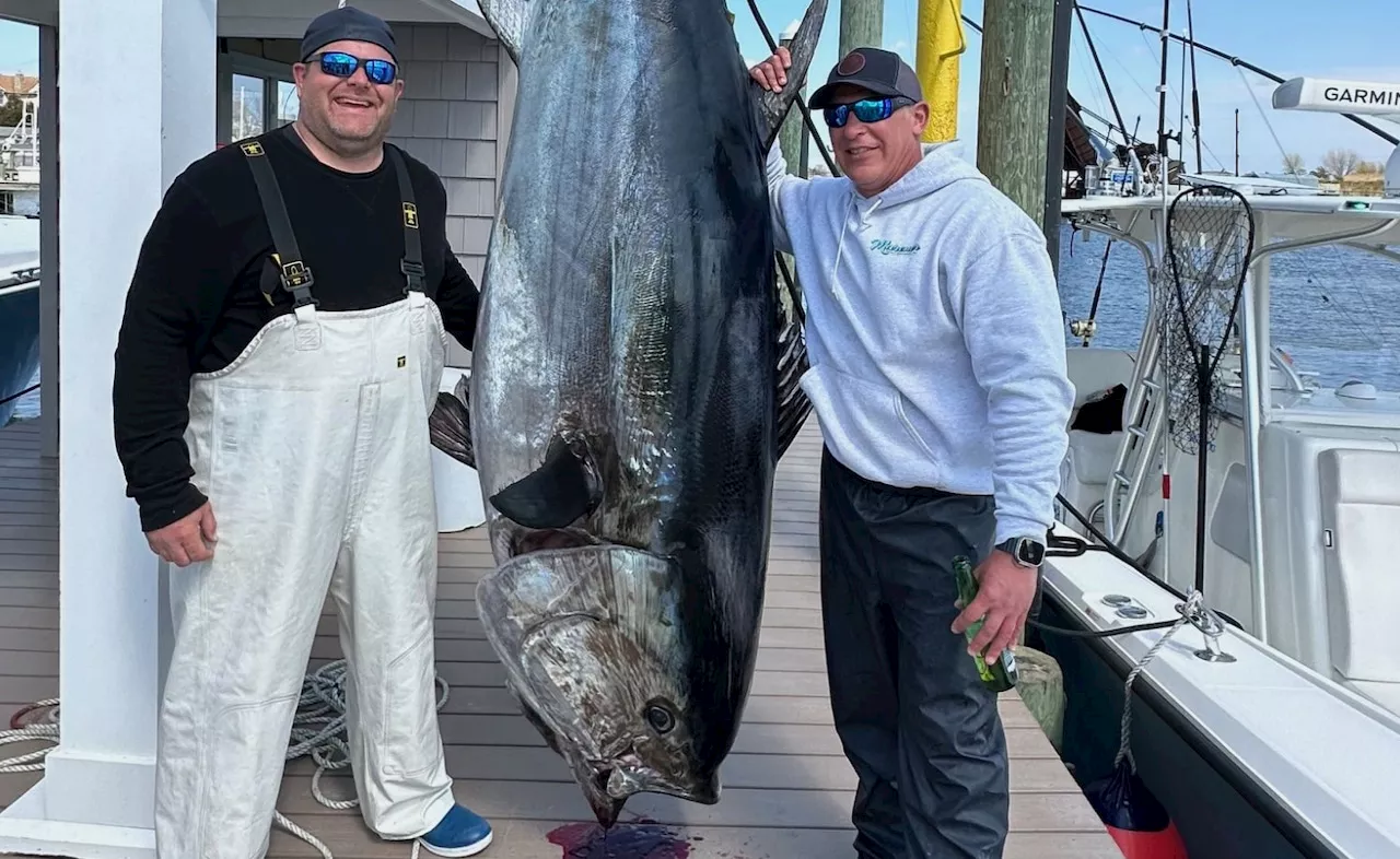 Avid angler hauls in enormous, 718 pound blue fin tuna off the Jersey Shore