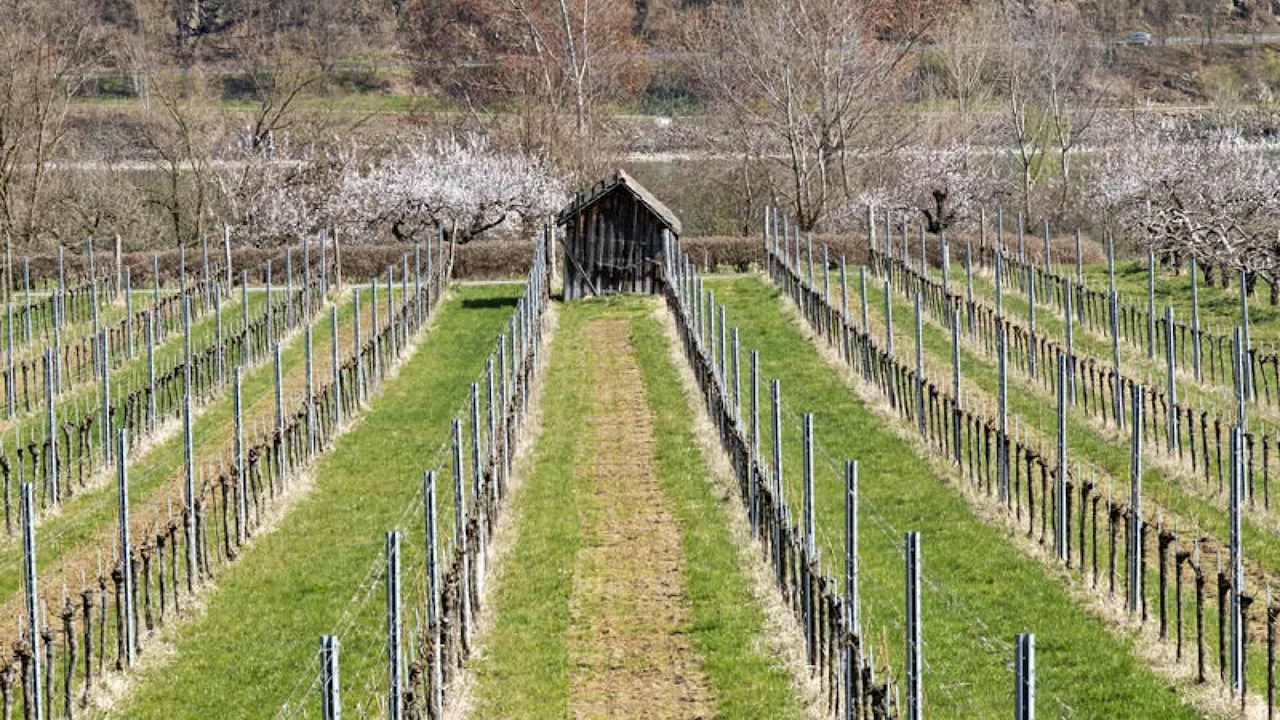 NÖ-Obst- und Weinbauer ziehen Bilanz nach Frostnacht