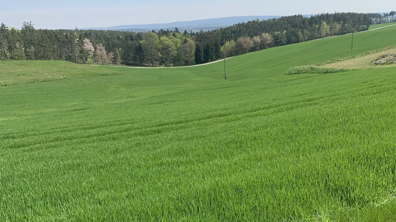 Widerstand gegen Projekt auf Mittelberger Holzberg