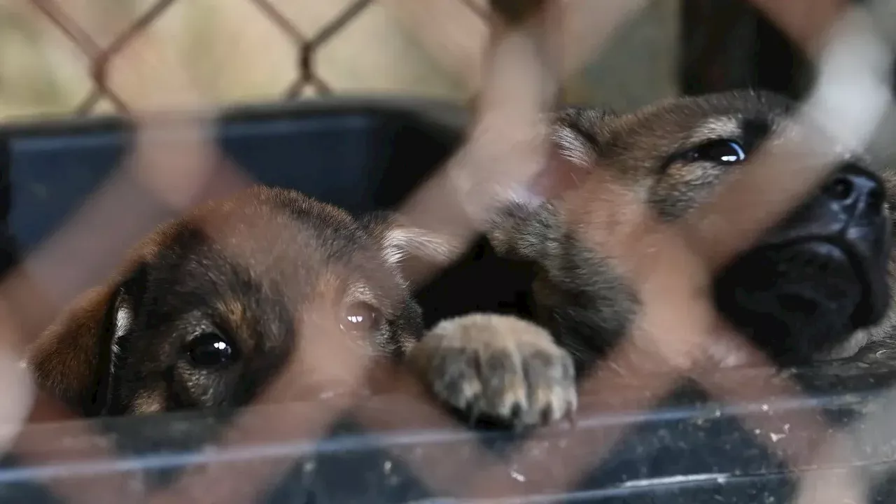 Desmantelan criadero clandestino en Bogotá con 39 animales en graves condiciones