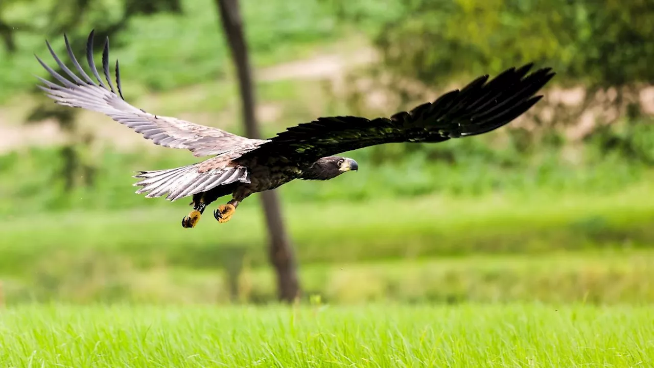 Sachsen: Es gibt wieder mehr Seeadler in Sachsen