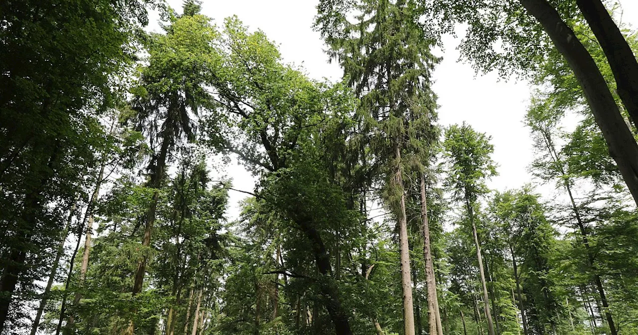 Infoabende zum Nationalpark Egge in Warburg, Beverungen und Steinheim