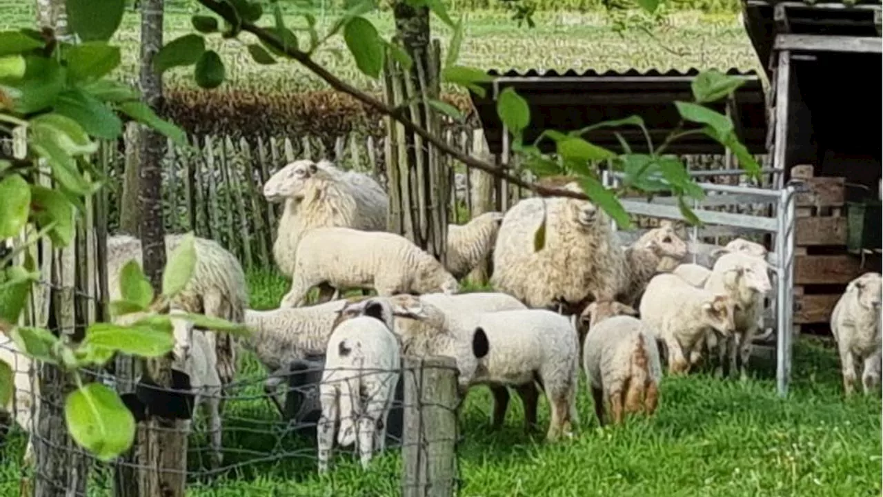 112-nieuws: pinstoring bij 538 Koningsdag verholpen • vertraging op de A59