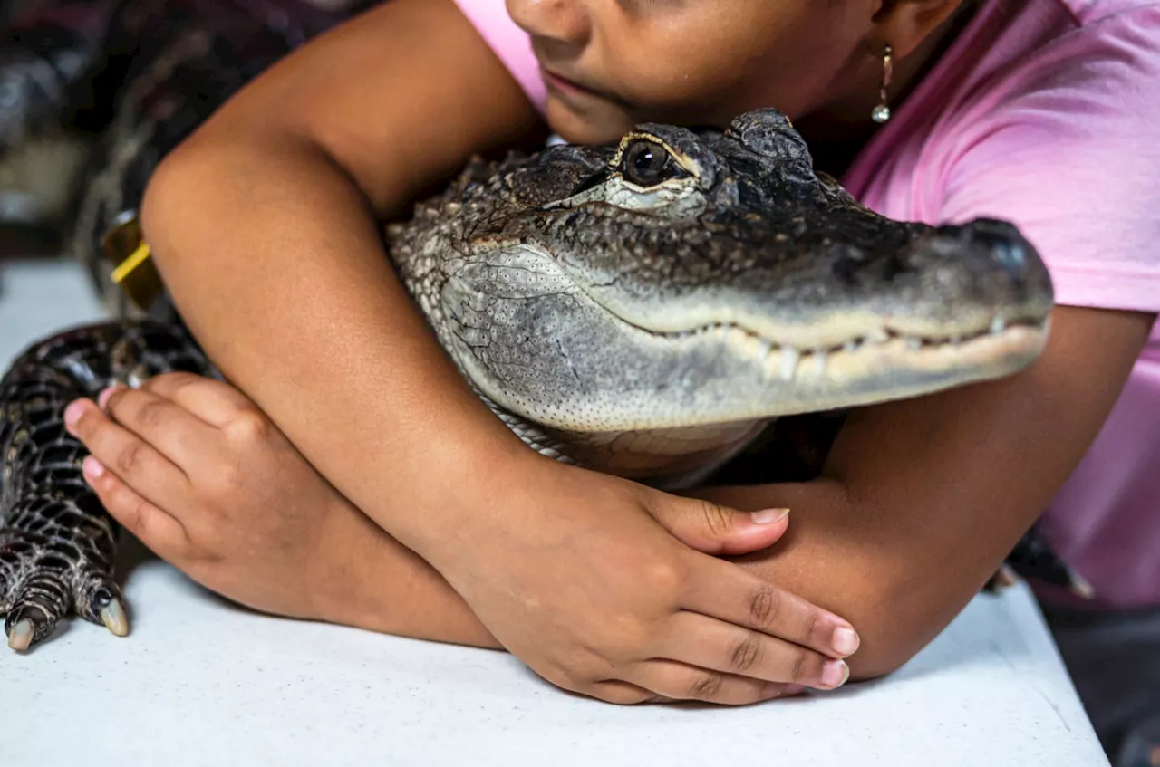 Pa.’s Wally the emotional support alligator stolen while on vacation