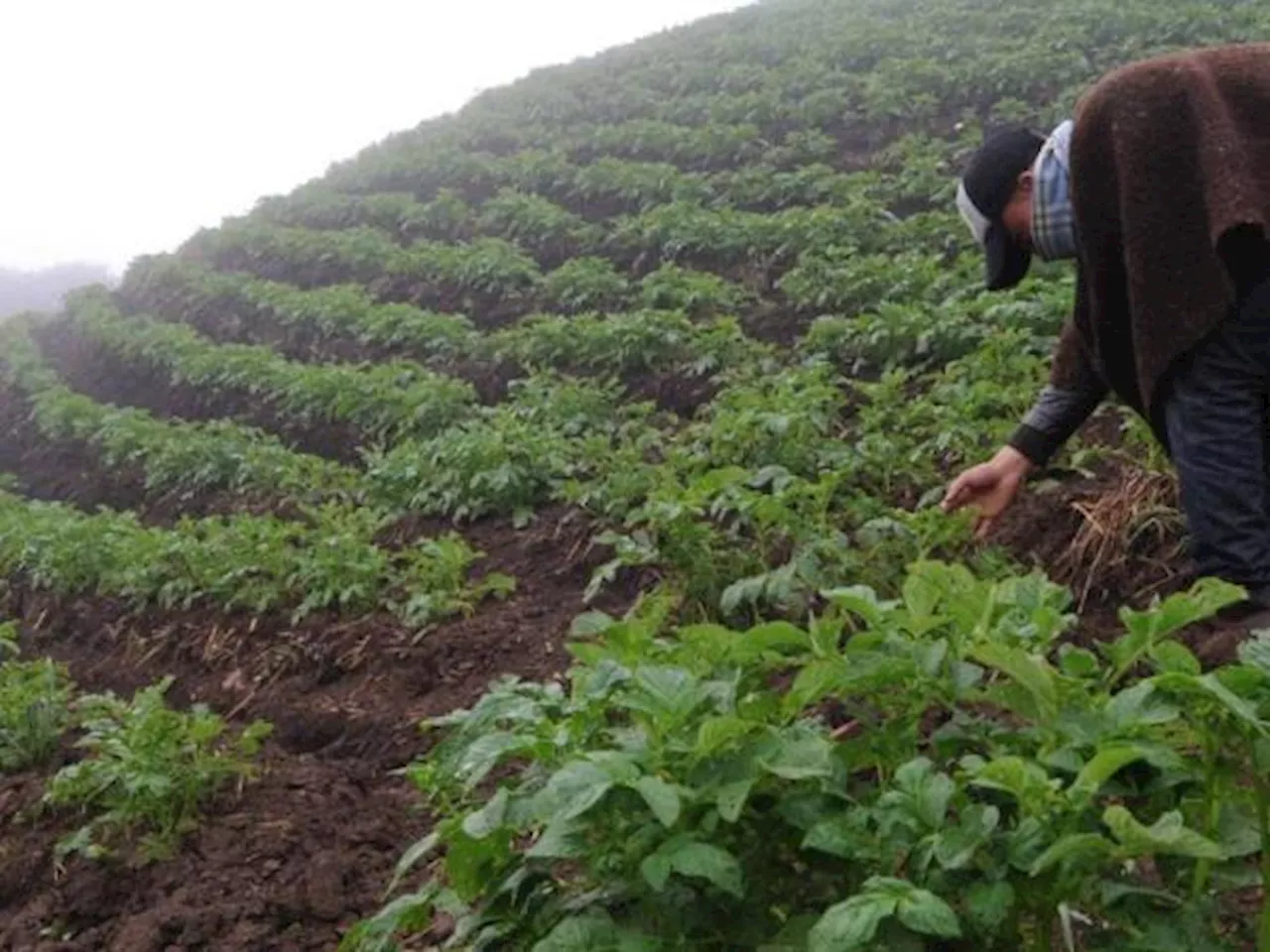 Más del 40 % de las tierras rurales en Colombia son latifundios