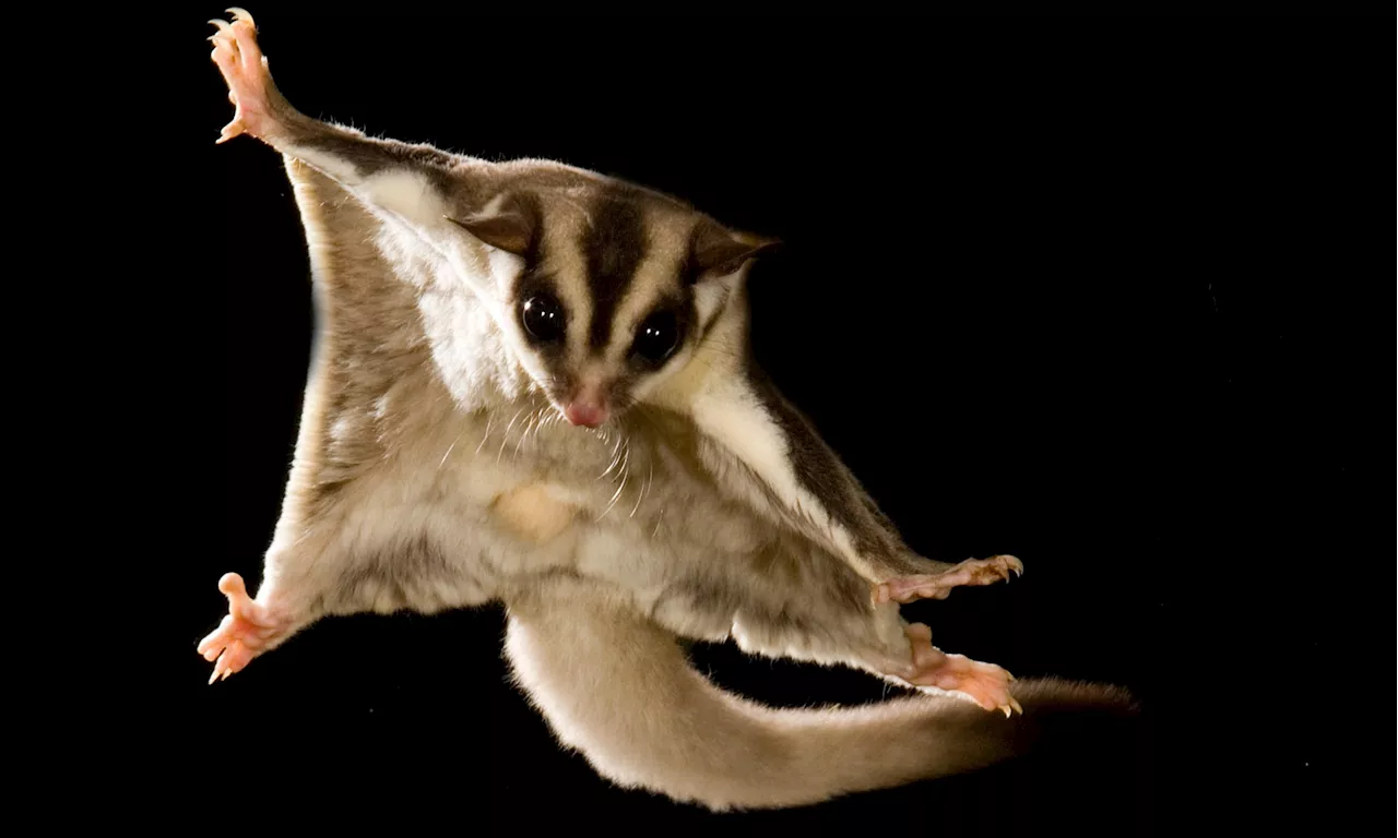 The Genetic Blueprint of Flight: New Research Reveals How Mammals Evolved To Glide