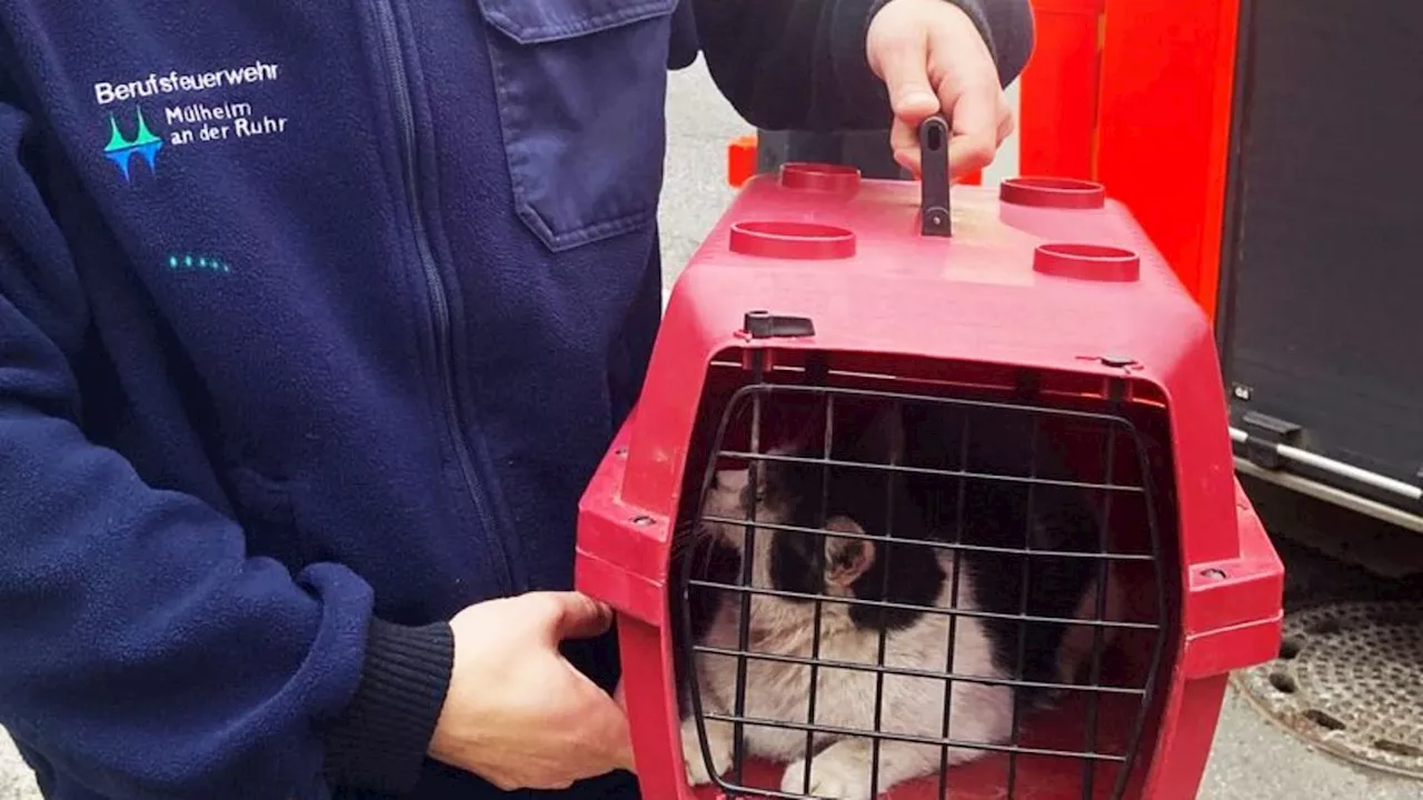 Notfälle: Sturz bei Rettungsaktion - Katze aus Kaminschacht befreit