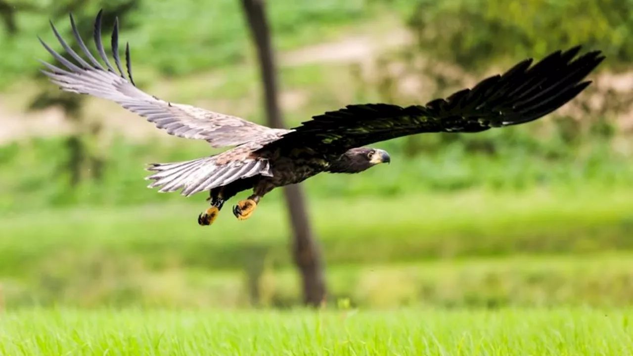 Tiere: Es gibt wieder mehr Seeadler in Sachsen