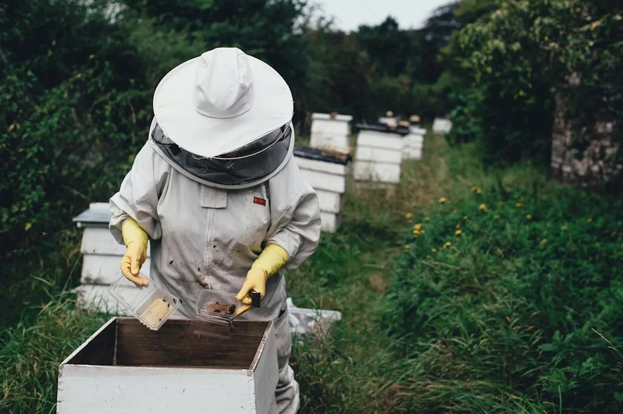 Pourquoi faut-il lire « La Dames aux abeilles » ? Pour découvrir le monde merveilleux, coloré, bruissant de Sue Hubell