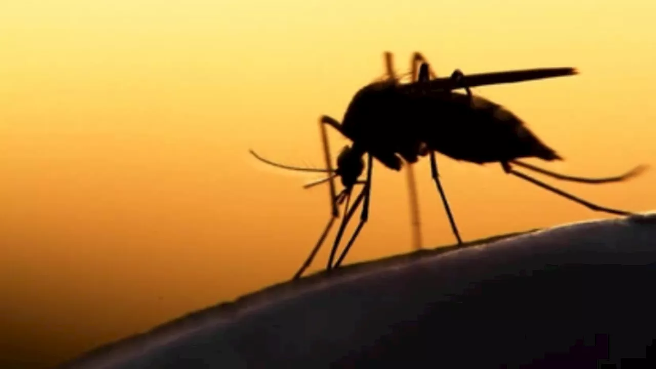 South Africa targets malaria elimination