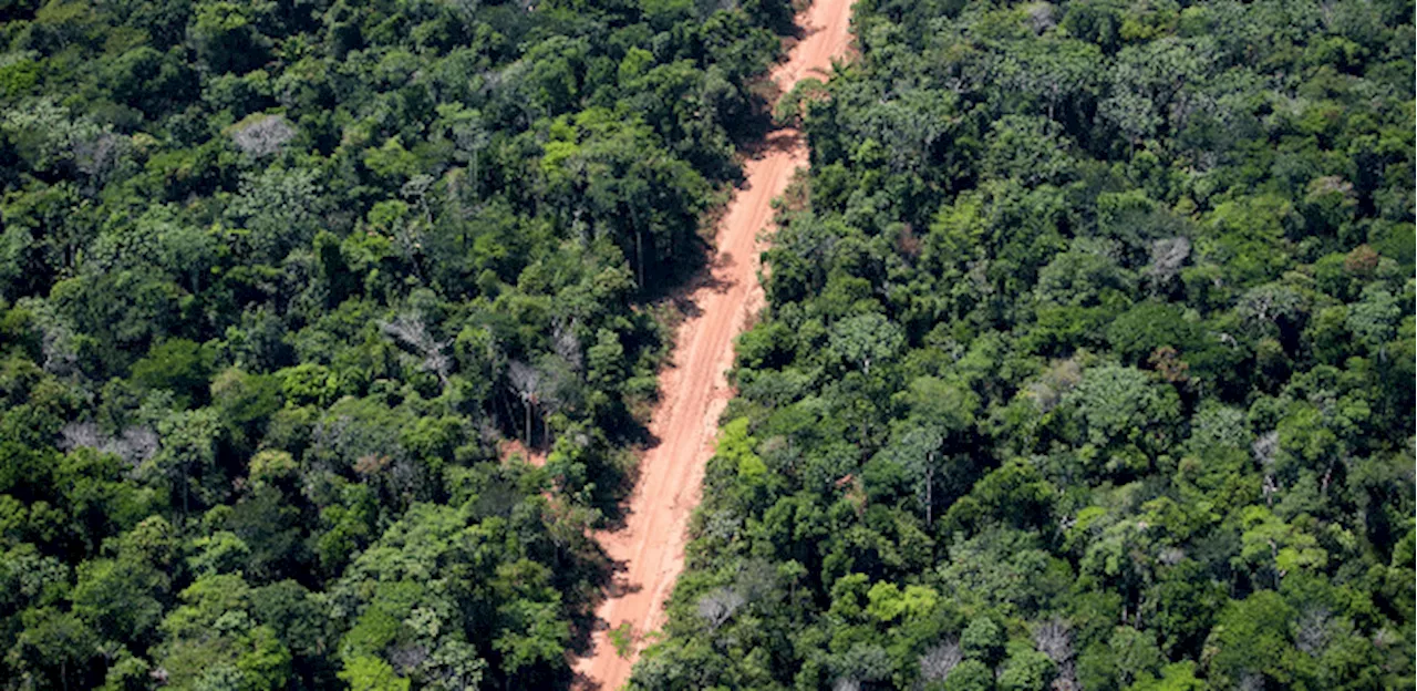 Facções avançam na Amazônia e aliciam jovens da floresta e indígenas para o tráfico