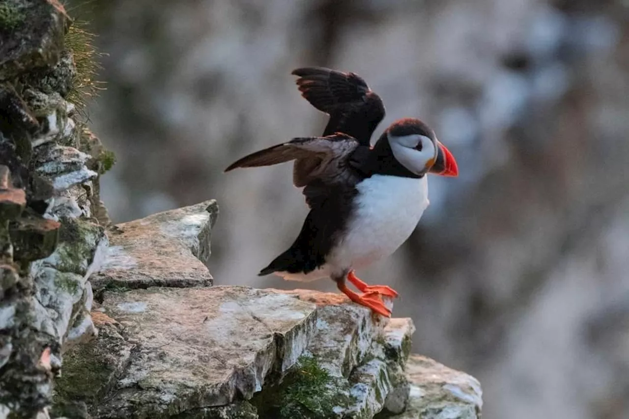 Puffins in Yorkshire: Iconic birds thrown a lifeline in bid to held colourful animals thrive