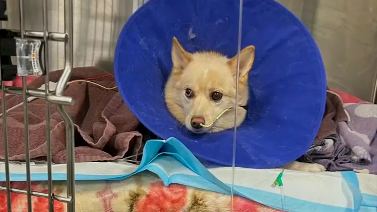 Woman mourns death of pet dog hit by stray bullet from neighbor's house in Howard Beach, Queens