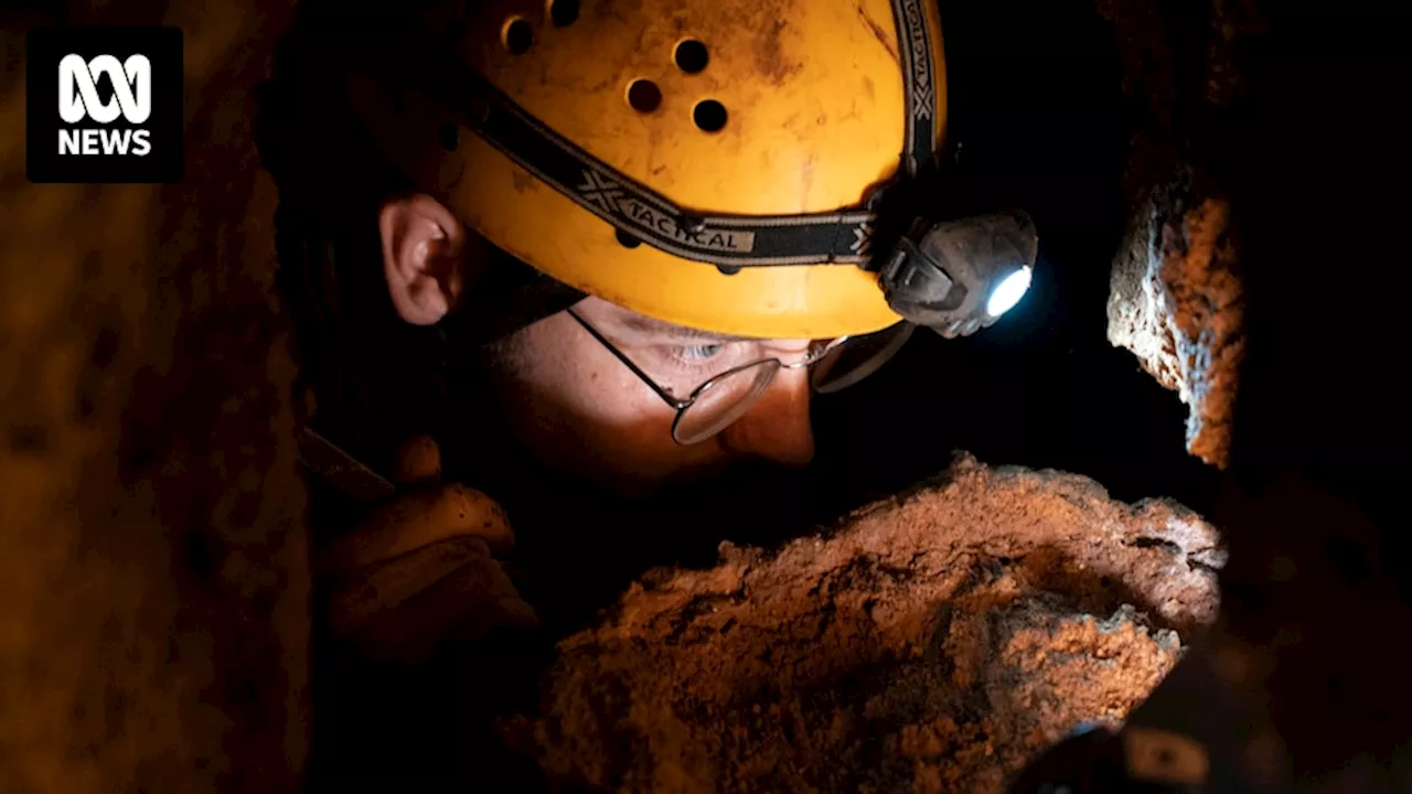 Cavers and scientists unearth near-complete short-nosed kangaroo fossil from East Gippsland cave