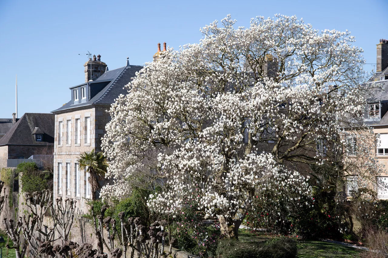 Avranches : Un magnolia classé ' Arbre remarquable de France '