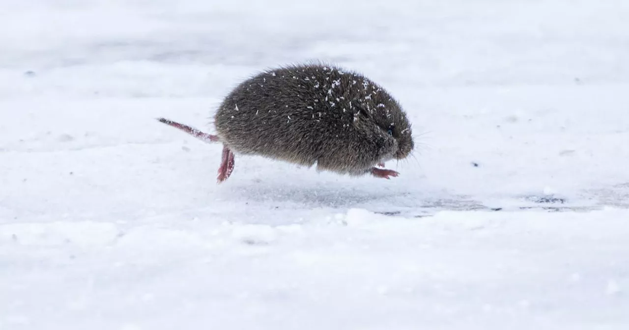 ‘Teaming With Microbes’ podcast: All about voles