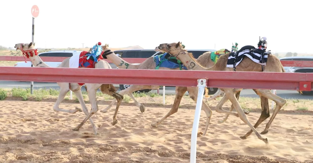 منافسات جديدة لسن الفطامين بميدان الذيد لسباقات الهجن