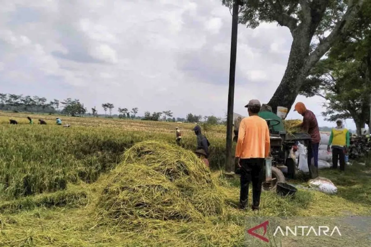 Kementan perluas areal tanam di Sragen antisipasi dampak El Nino