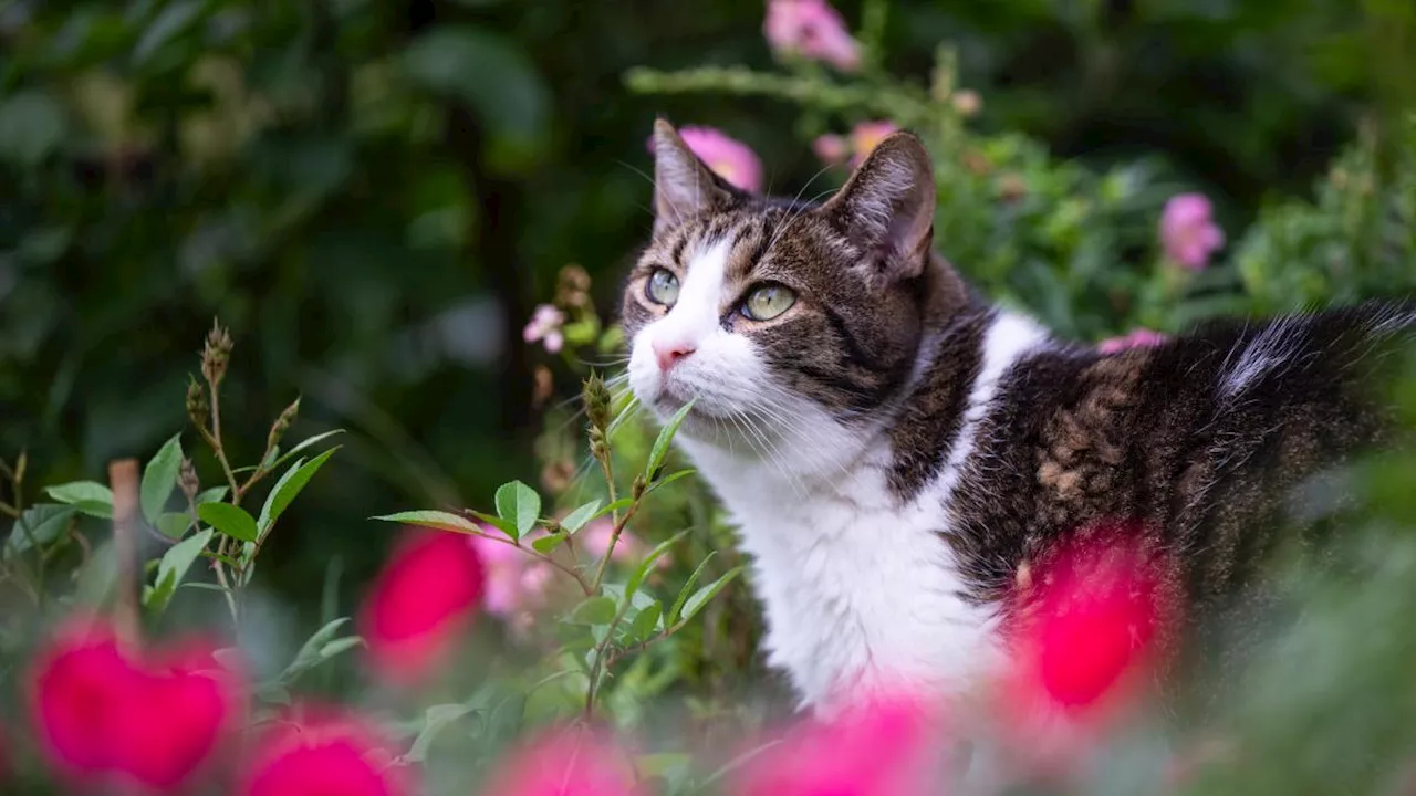 Was tut man mit fremden Katzen im eigenen Garten?