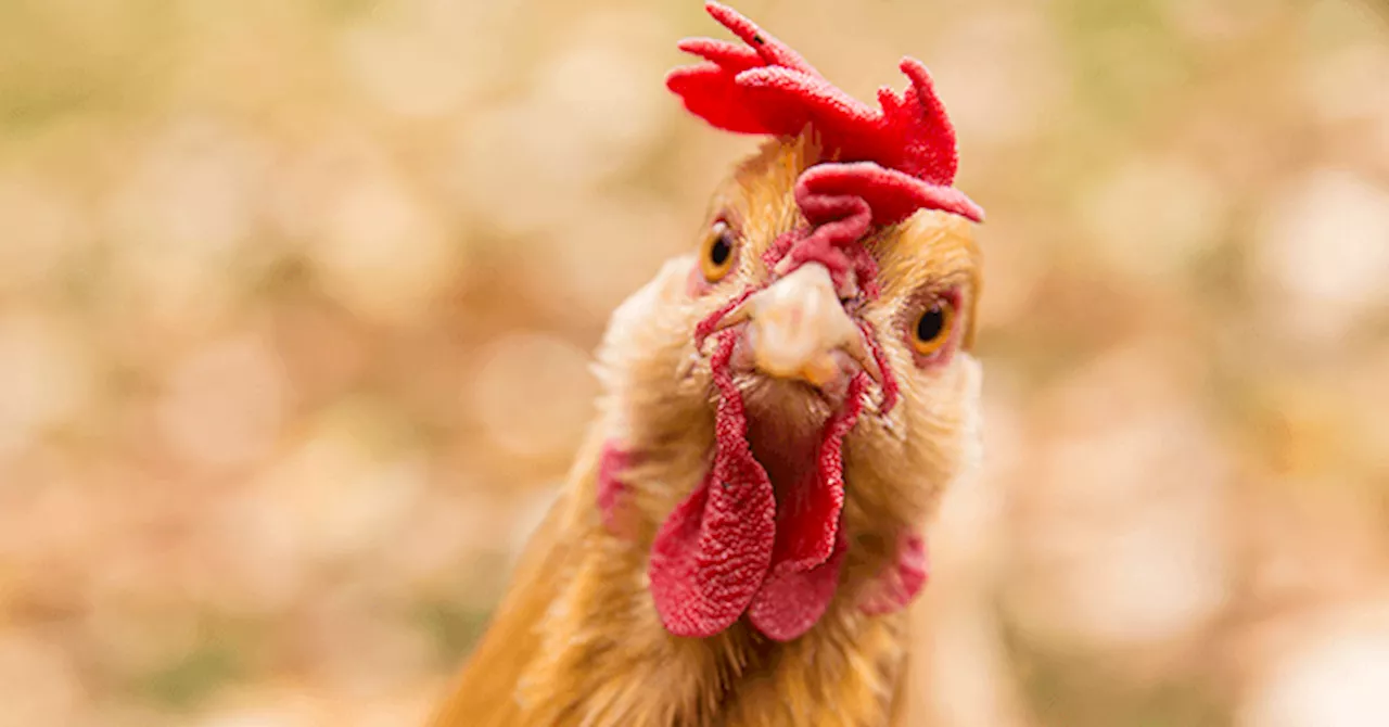 VIDEO: Chicken Sacrificed As ‘Offering to Rain God’ at Mexico’s Senate