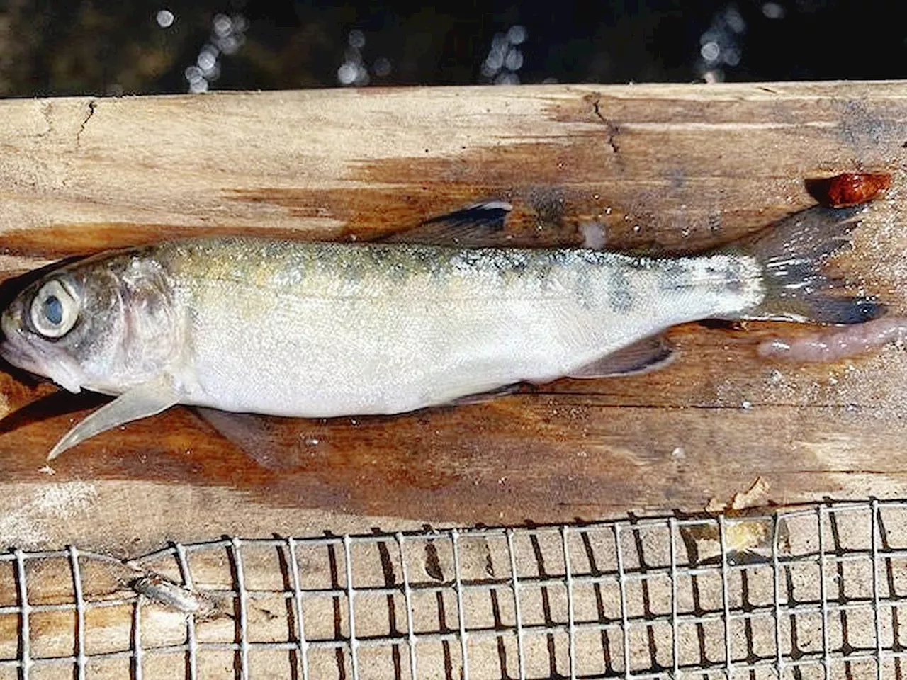 Catching a killer: Environmental sleuths solve mystery of dead coho in a Courtenay creek