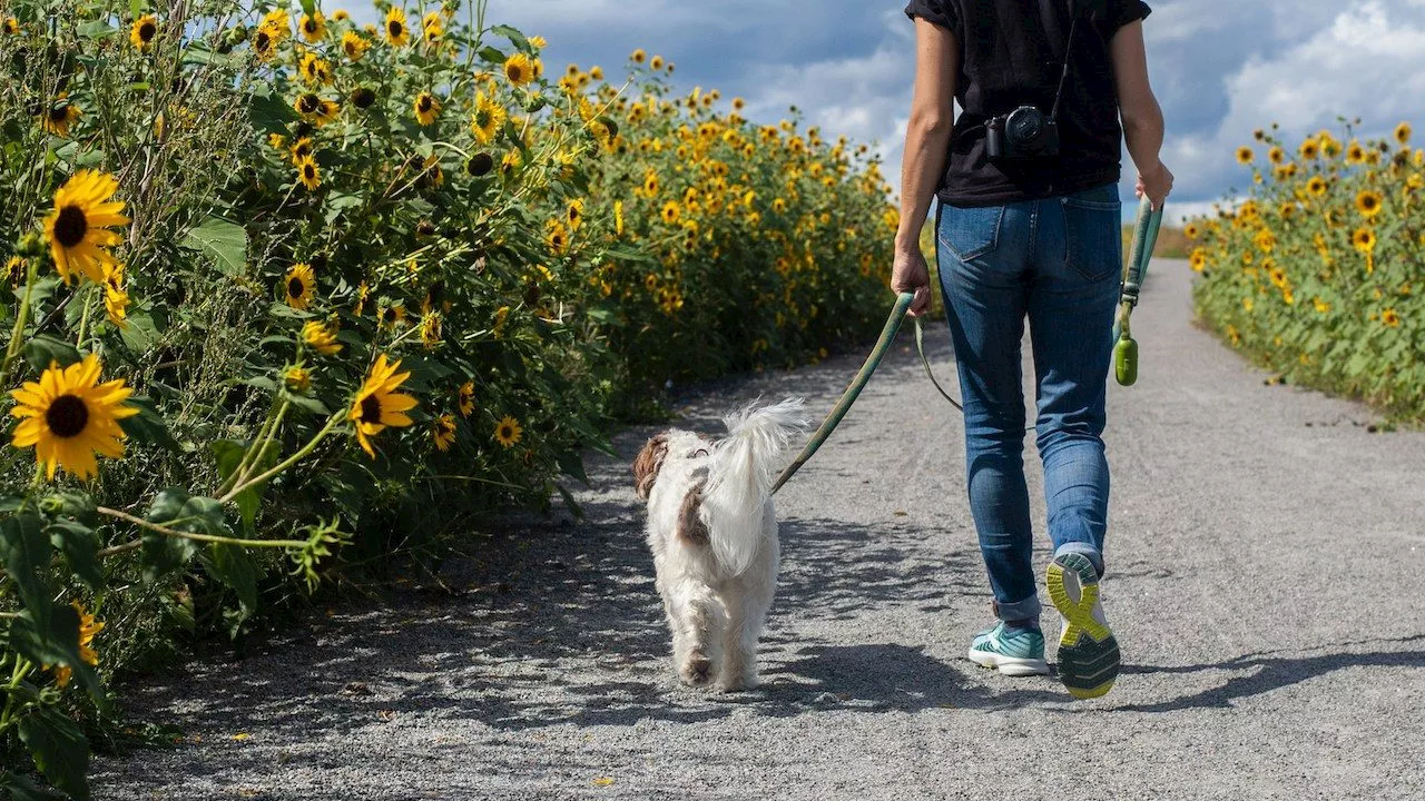 Animal Welfare Society warns public after dog ingests drug-tainted faeces