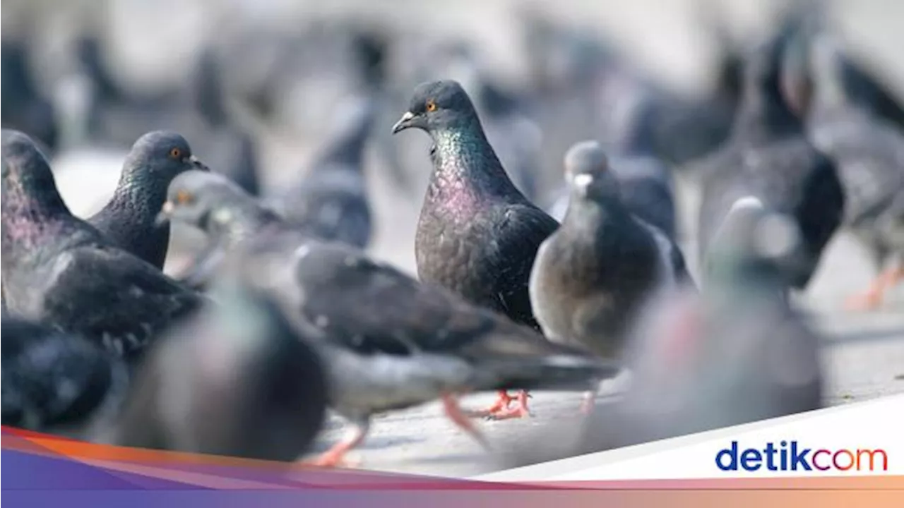 Asal-usul Kawanan Merpati di Masjidil Haram yang Suka Berbaur dengan Jemaah